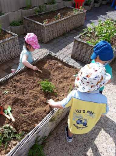 Jardinage 2024 - Activité - GDM Activité potager pour les enfants de la crèche Graines de Malice