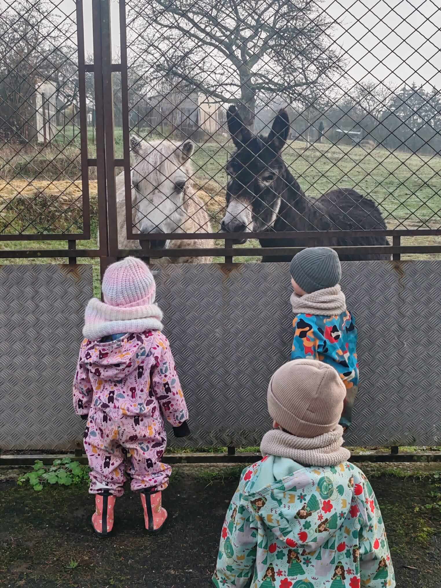 Ballade Jaulgonne animaux - Sorties - GDL Trois enfants qui observent un âne et un poney lors d'une sortie de la crèche Graines de Linotte